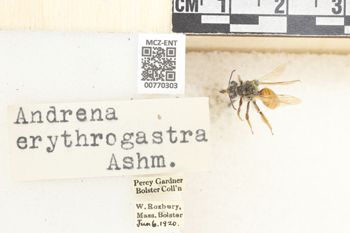 Media type: image;   Entomology 770303 Aspect: Labels